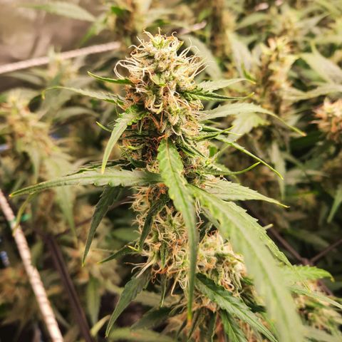 Gg4 Auto growlog timeline photo