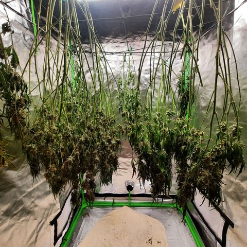 Gg4 Auto growlog timeline photo