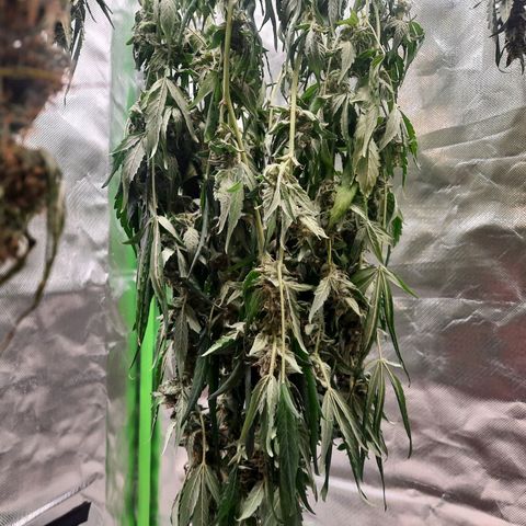 Gg4 Auto growlog timeline photo