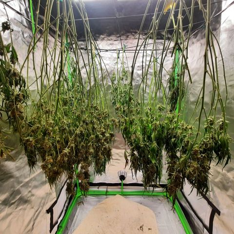 Gg4 Auto growlog timeline photo