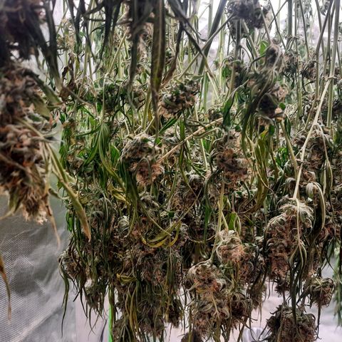 Gg4 Auto growlog timeline photo