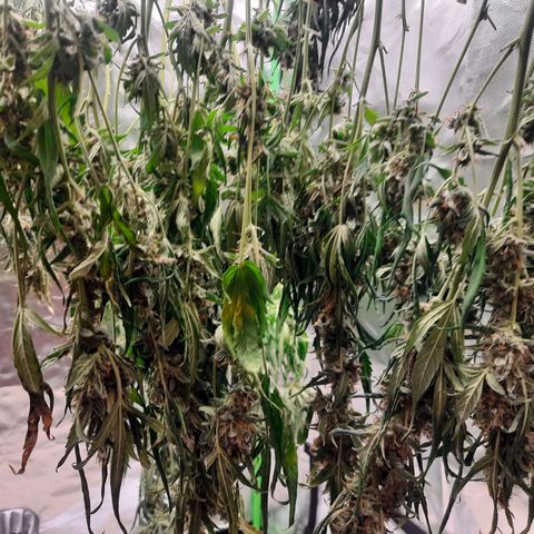 Gg4 Auto growlog timeline photo