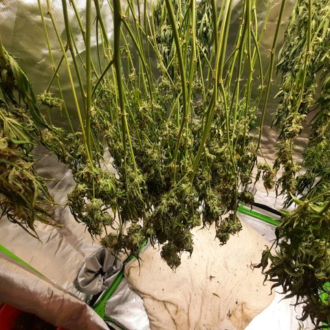 Gg4 Auto growlog timeline photo