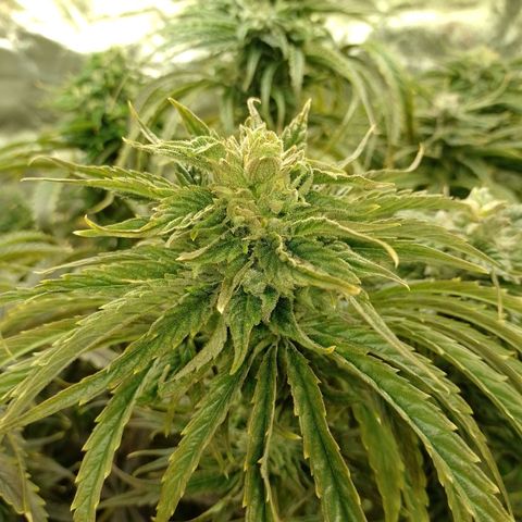 River Haze  #1 growlog timeline photo