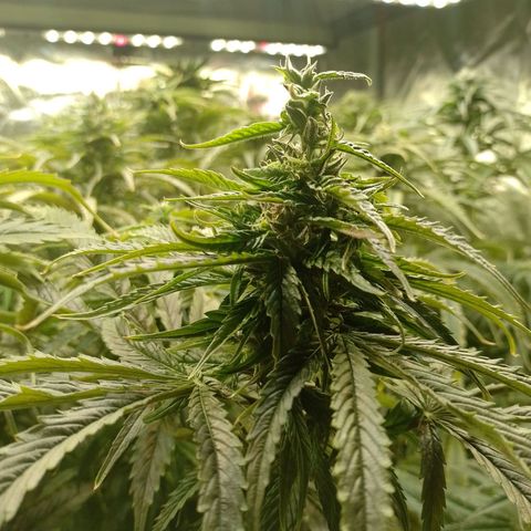 River Haze  #1 growlog timeline photo