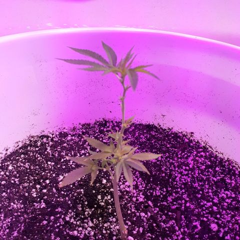 Jabberwocky growlog photo: 1st day after transplant