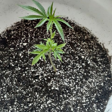 Jabberwocky growlog timeline photo