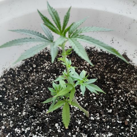 Jabberwocky growlog timeline photo