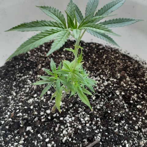 Jabberwocky growlog timeline photo