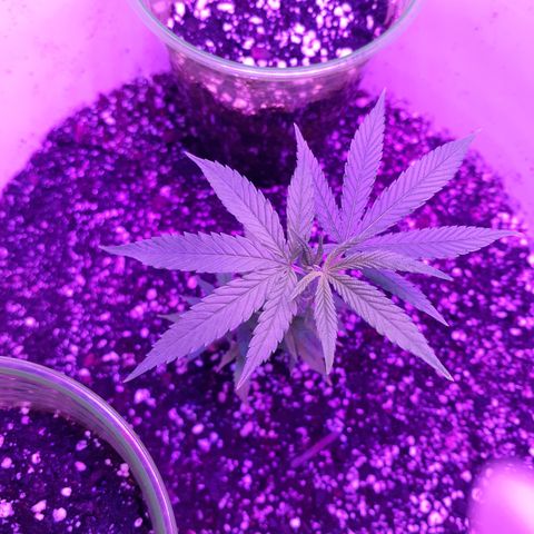 Jabberwocky growlog timeline photo