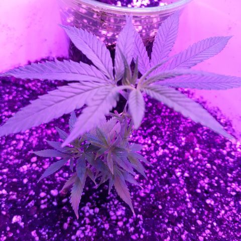 Jabberwocky growlog timeline photo