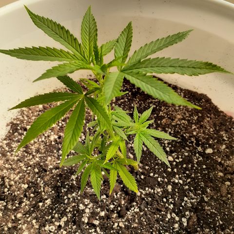 Jabberwocky growlog timeline photo