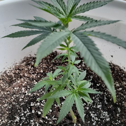 Jabberwocky growlog timeline photo
