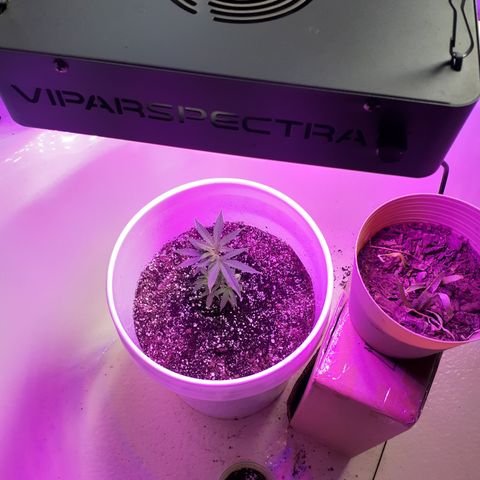 Jabberwocky growlog photo: Set up