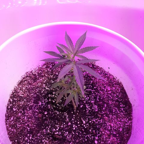 Jabberwocky growlog photo: Set up