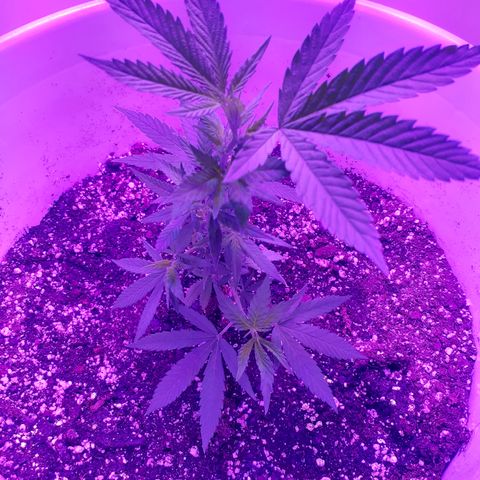 Jabberwocky growlog timeline photo