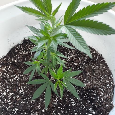 Jabberwocky growlog timeline photo