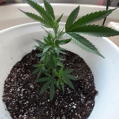 Jabberwocky growlog timeline photo