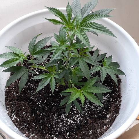 Jabberwocky growlog timeline photo