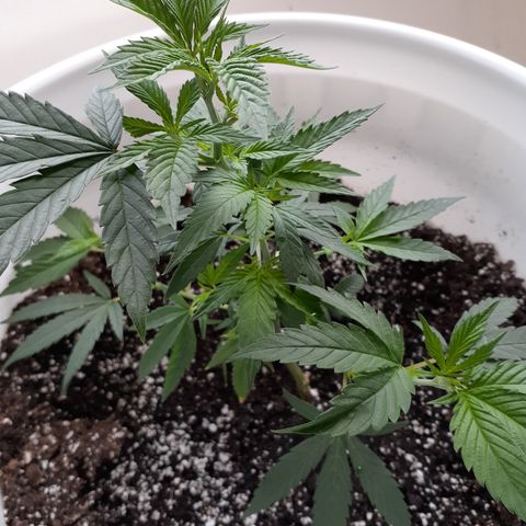 Jabberwocky growlog timeline photo