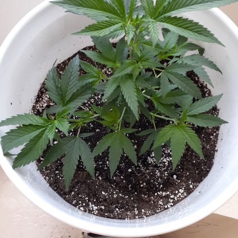 Jabberwocky growlog timeline photo