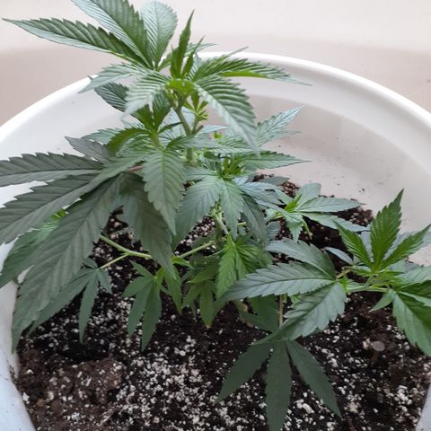 Jabberwocky growlog timeline photo