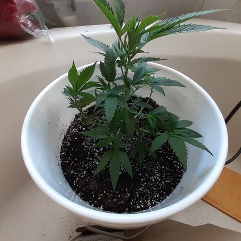 Jabberwocky growlog timeline photo