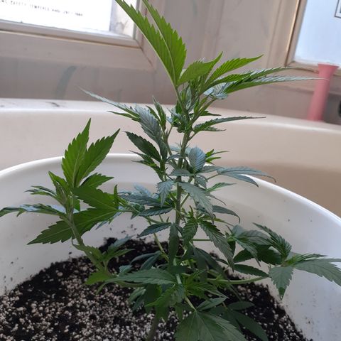 Jabberwocky growlog timeline photo