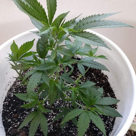 Jabberwocky growlog timeline photo