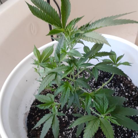 Jabberwocky growlog timeline photo