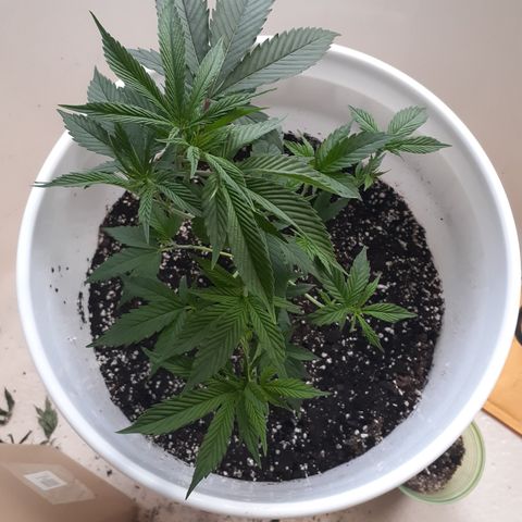 Jabberwocky growlog timeline photo