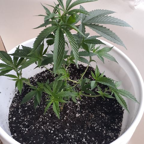 Jabberwocky growlog timeline photo
