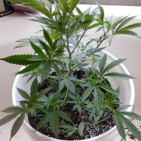 Jabberwocky growlog timeline photo
