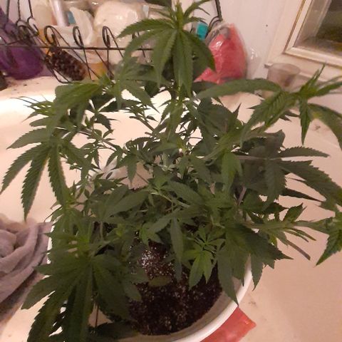 Jabberwocky growlog timeline photo