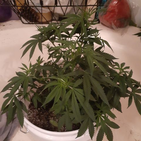 Jabberwocky growlog timeline photo