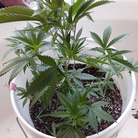 Jabberwocky growlog timeline photo