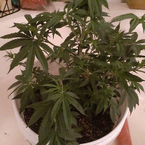 Jabberwocky growlog timeline photo