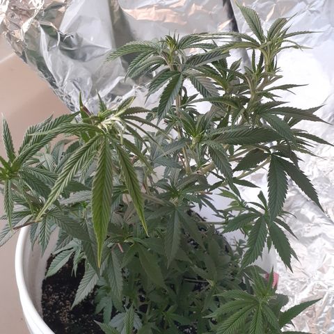 Jabberwocky growlog timeline photo