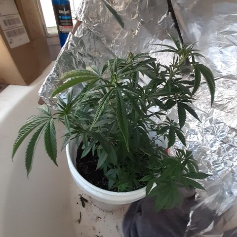 Jabberwocky growlog timeline photo