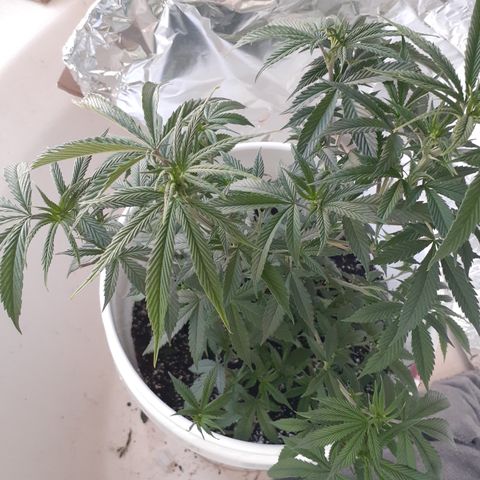 Jabberwocky growlog timeline photo
