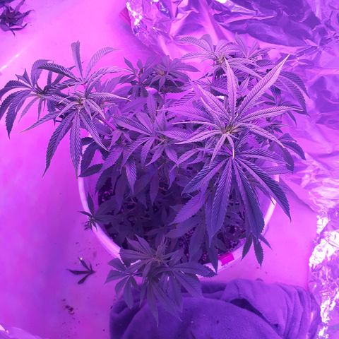 Jabberwocky growlog timeline photo