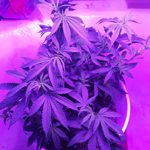 Jabberwocky growlog timeline photo