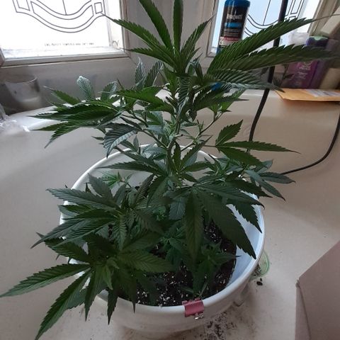 Jabberwocky growlog timeline photo