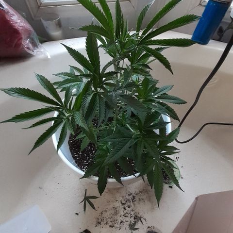 Jabberwocky growlog timeline photo