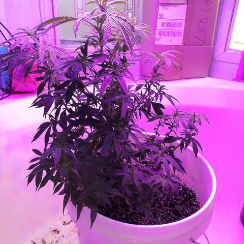 Jabberwocky growlog timeline photo