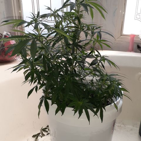 Jabberwocky growlog timeline photo