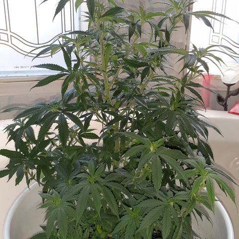 Jabberwocky growlog timeline photo