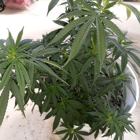 Jabberwocky growlog timeline photo