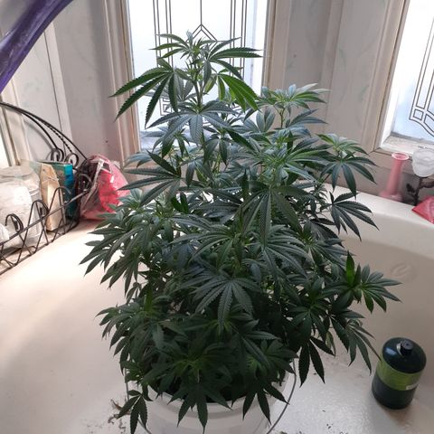 Jabberwocky growlog timeline photo