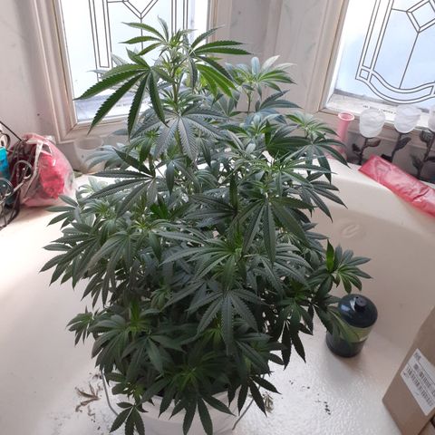 Jabberwocky growlog timeline photo